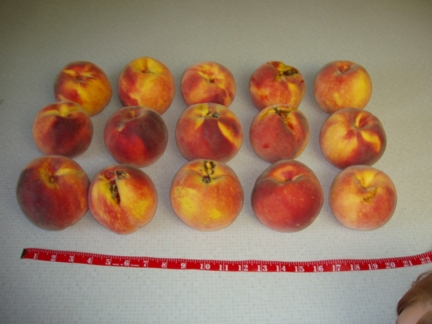Peach Crop - 2006